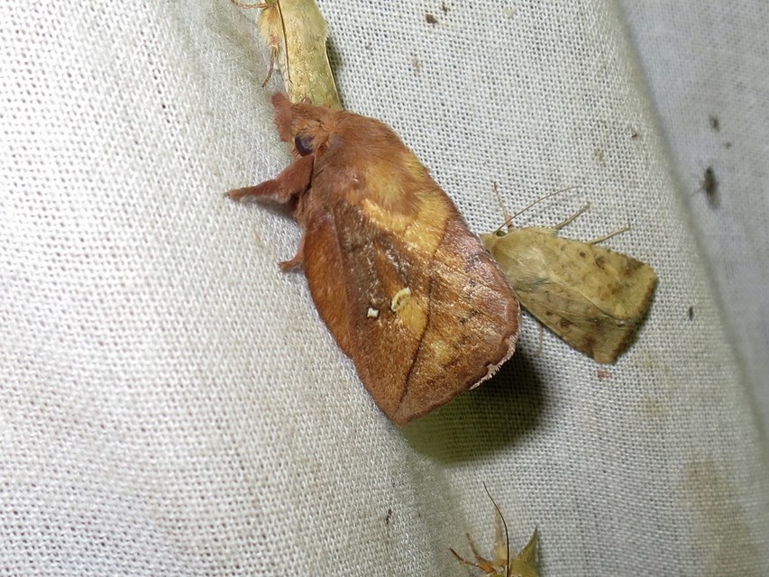 Euthrix potatoria - szomjas pohók