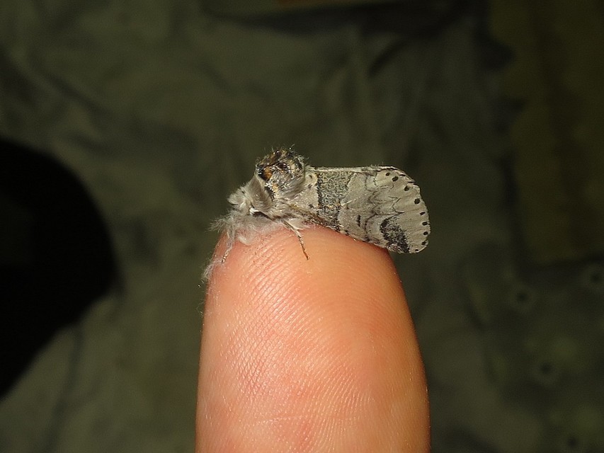 Furcula furcula - szürke púposszövő