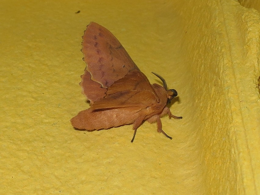 Gastropacha quercifolia - tölgylevélpohók