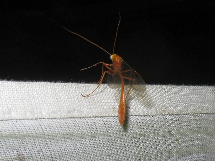 Enicospilus