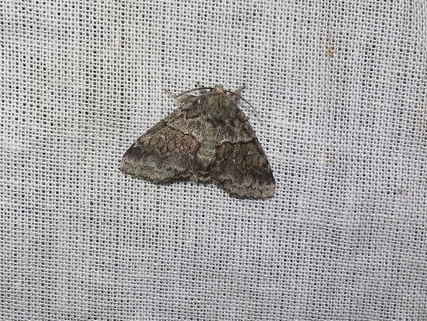 Gluphisia crenata - kormos púposszövő