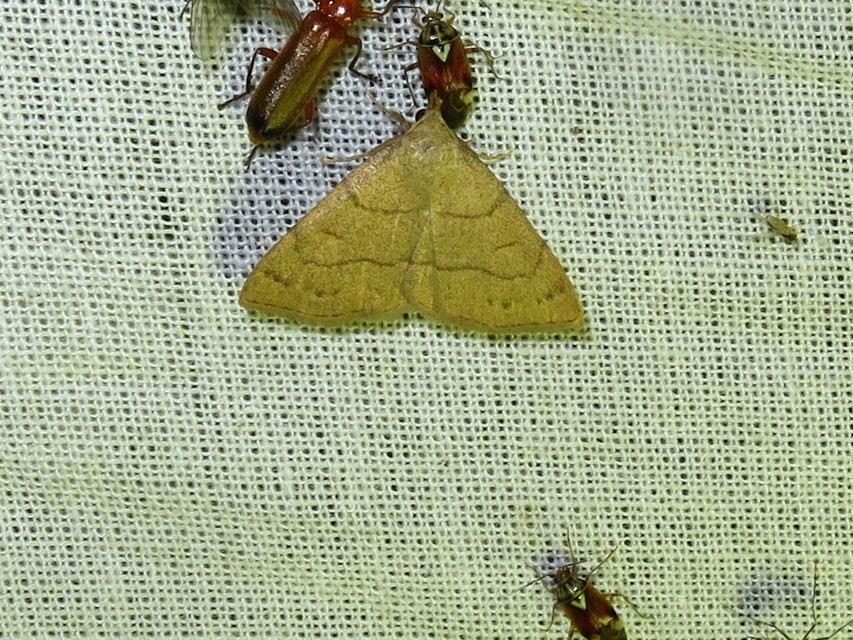 Paracolax tristalis - sárgás karcsúbagoly