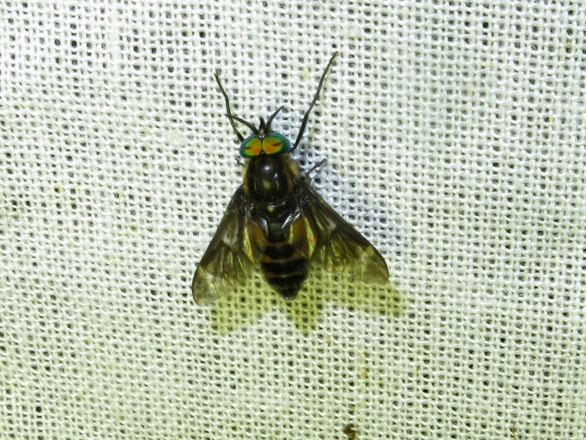 Chrysops