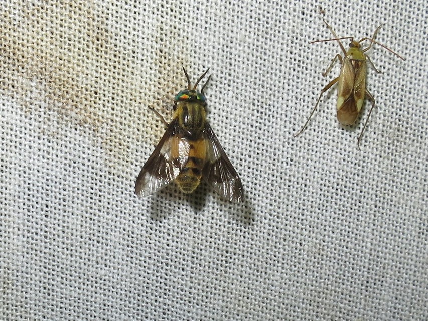 Chrysops viduatus - egyfoltos pőcsik