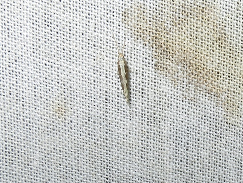 Plutella xylostella - káposztamoly