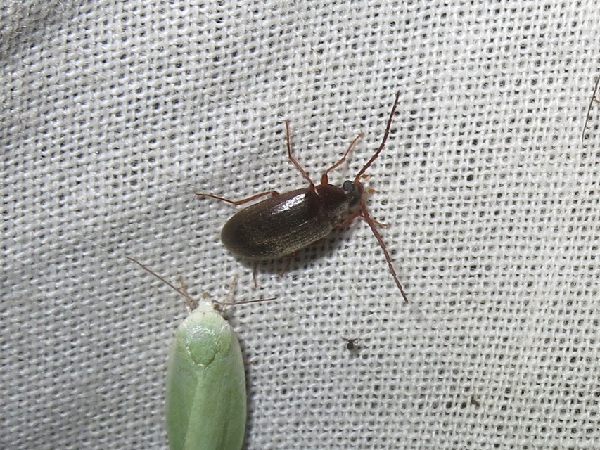 Hymenalia rufipes - rőtlábú alkonybogár
