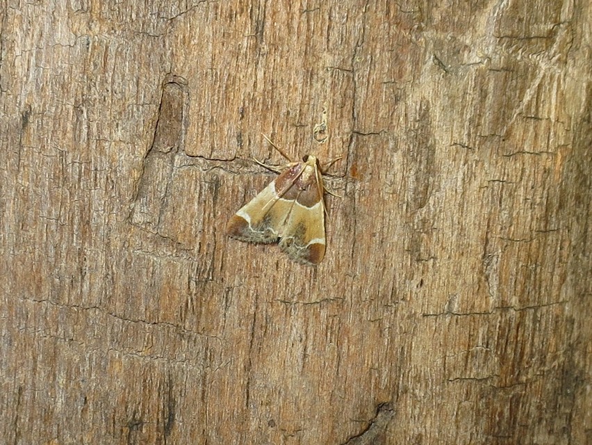 Pyralis farinalis - lisztilonca