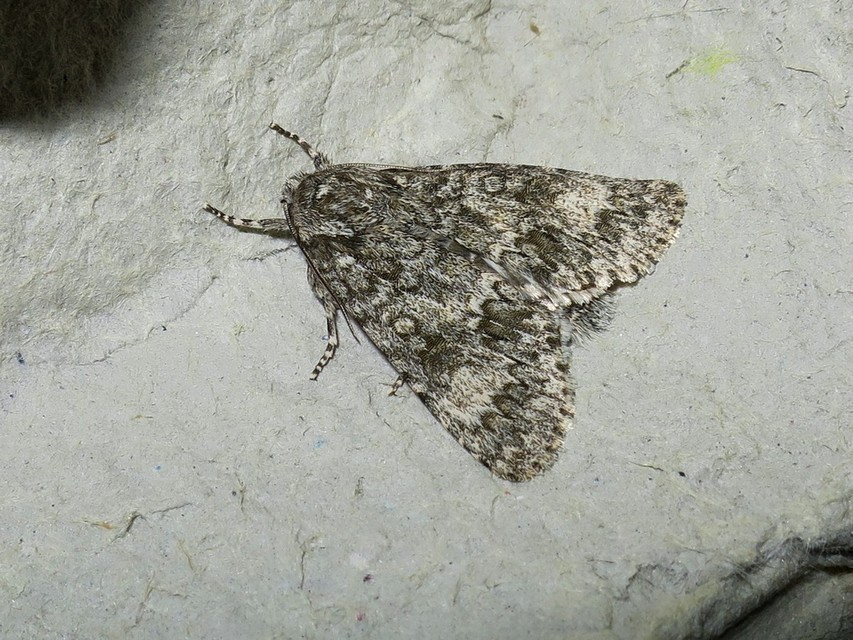Acronicta megacephala - nagyfejű szigonyosbagoly