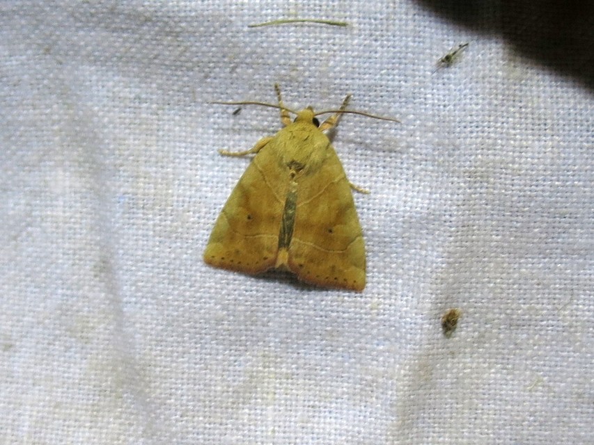 Cosmia trapezina - közönséges lombbagoly