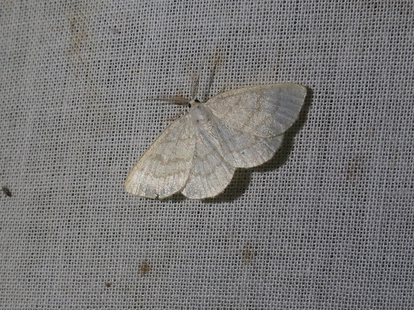 Cabera exanthemata - pettyes égeraraszoló