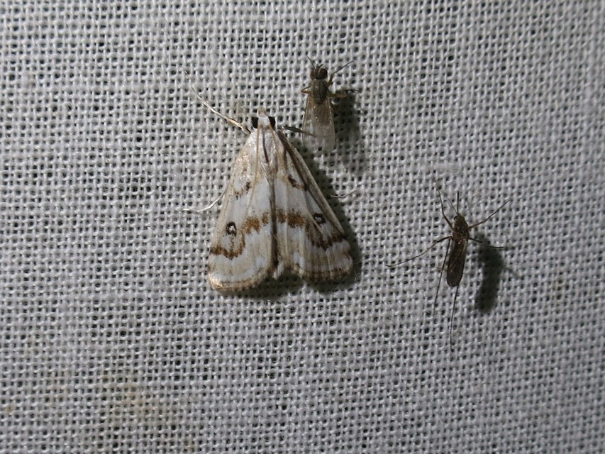Parapoynx stratiotata - közönséges vízimoly