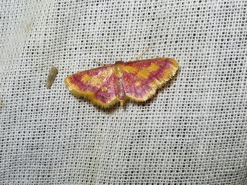 Idaea muricata - mocsári pirosaraszoló