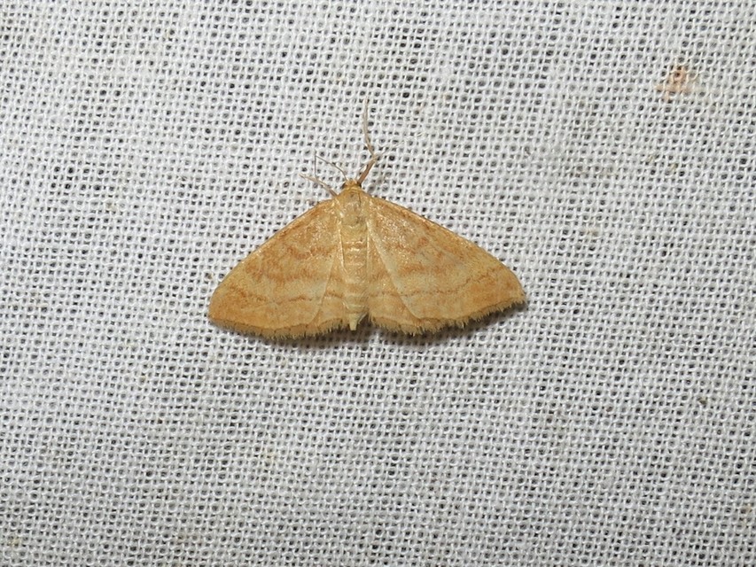 Idaea ochrata - okkerszínű sávosaraszoló