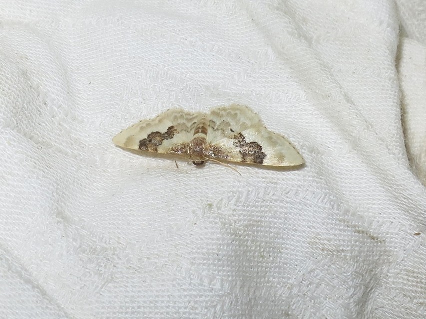 Idaea rusticata - tarka apróaraszoló