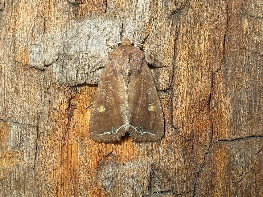 Lacanobia oleracea - saláta-kertibagoly
