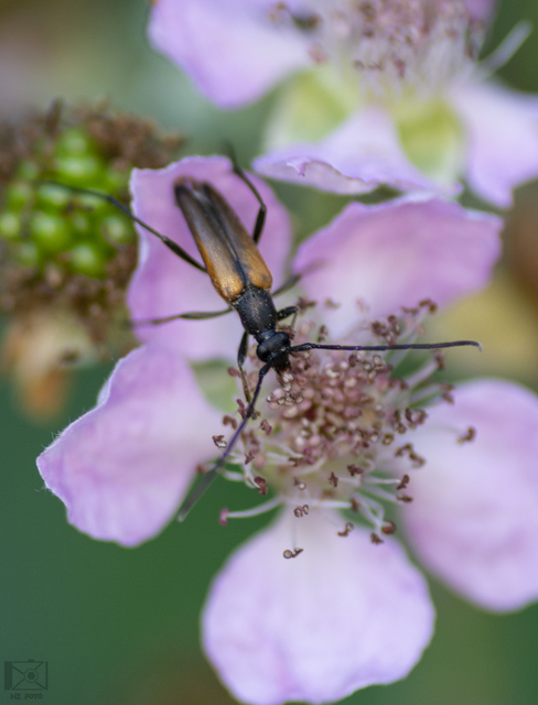 Stenurella melanura - feketevégű karcsúcincér