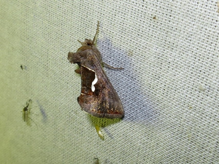 Macdunnoughia confusa - cseppfoltos ezüstbagoly