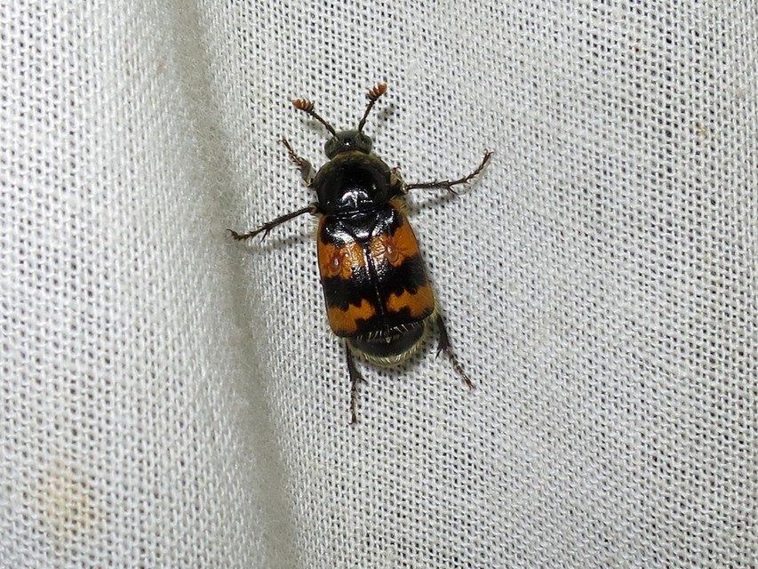 Nicrophorus vespillo - közönséges temetőbogár