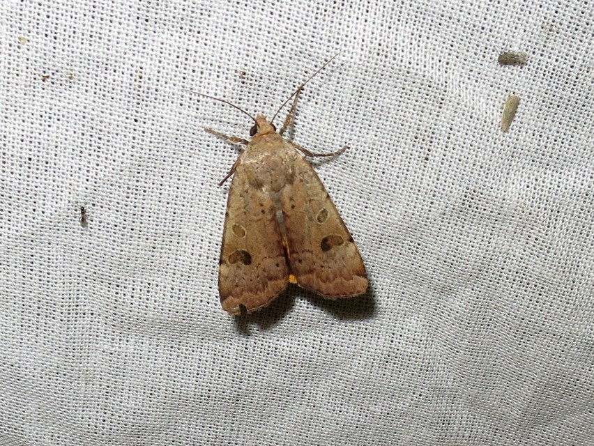 Noctua interposita - köztes sárgafűbagoly