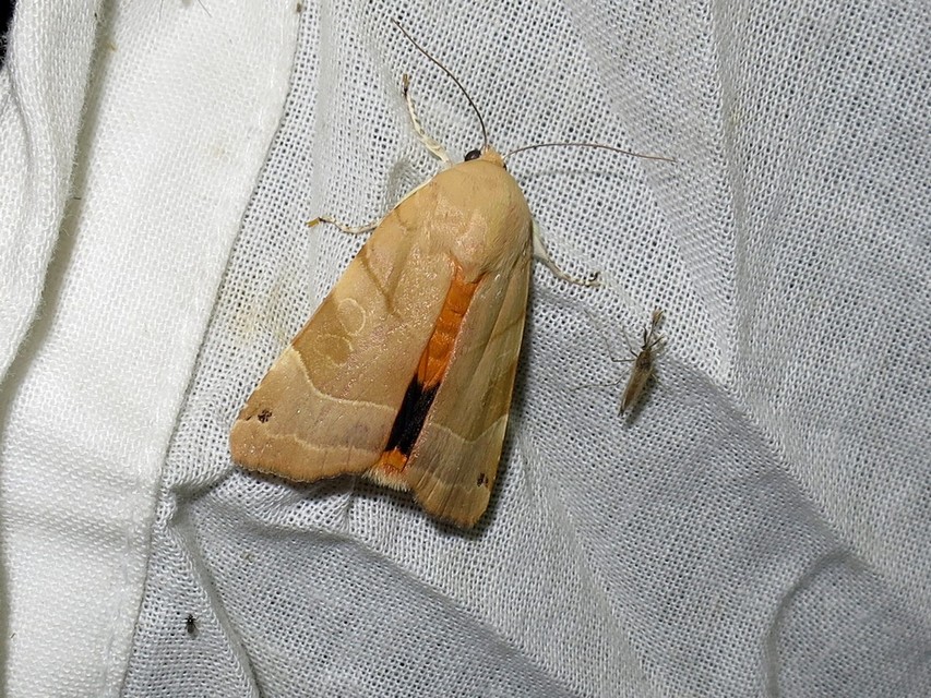 Noctua fimbriata - szélessávú sárgafűbagoly