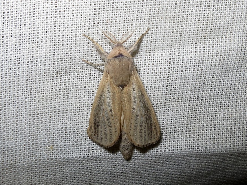 Phragmataecia castaneae - nádfúrólepke