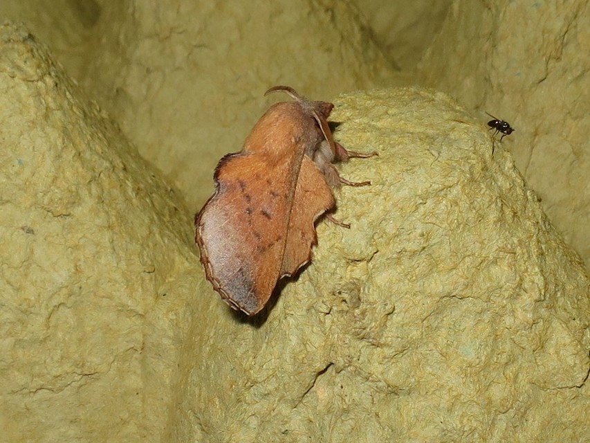 Phyllodesma tremulifolia - nyárlevélpohók