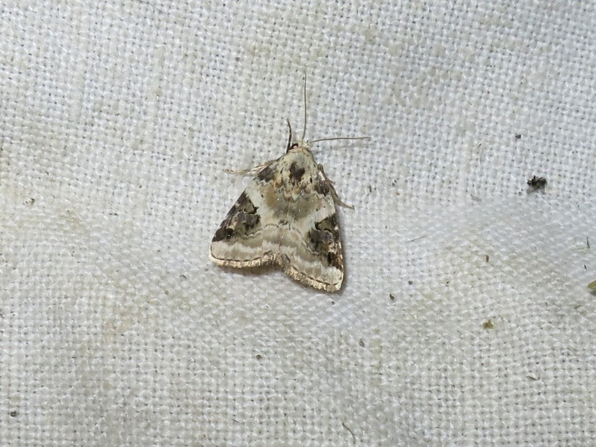 Pseudeustrotia candidula - fehéres apróbagoly