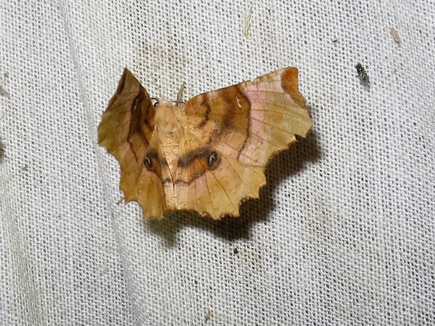 Selenia lunularia - egyfoltos holdasaraszoló