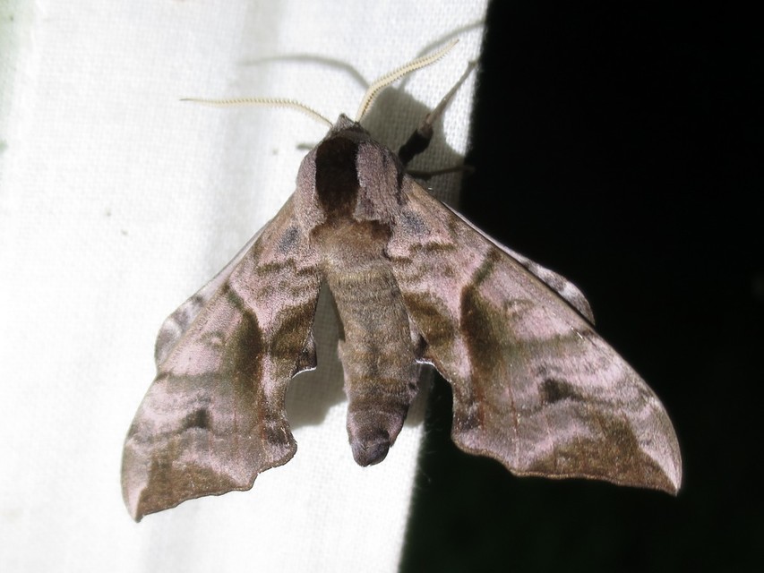 Smerinthus ocellatus - esti pávaszem