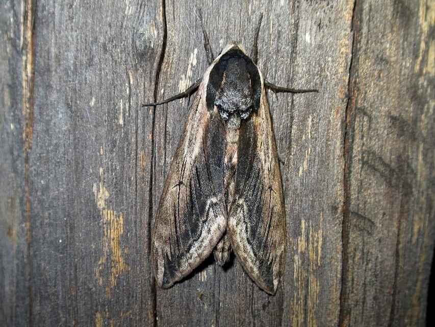 Sphinx ligustri - fagyalszender
