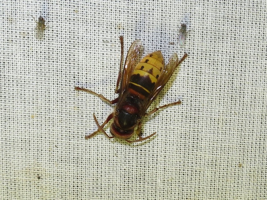 Vespa crabro - lódarázs