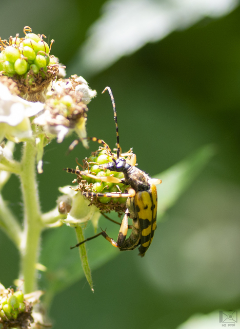 Rutpela maculata - tarkacsápú karcsúcincér