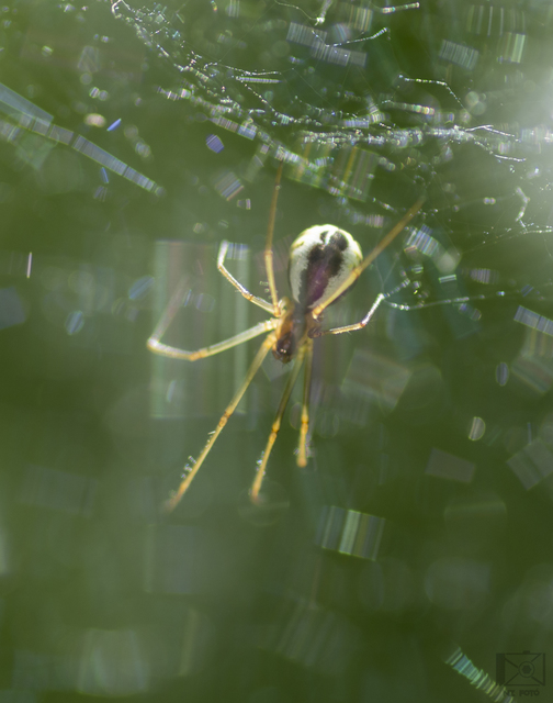 Linyphiidae - vitorláspókok