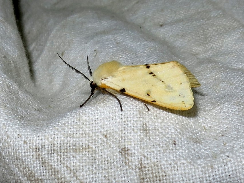 Spilarctia lutea - sárgás medvelepke