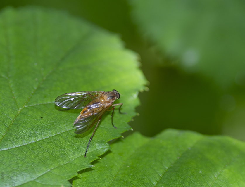 Rhagio tringarius - közönséges kószalégy