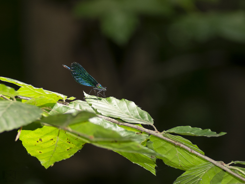 Calopteryx virgo - kisasszony-szitakötő