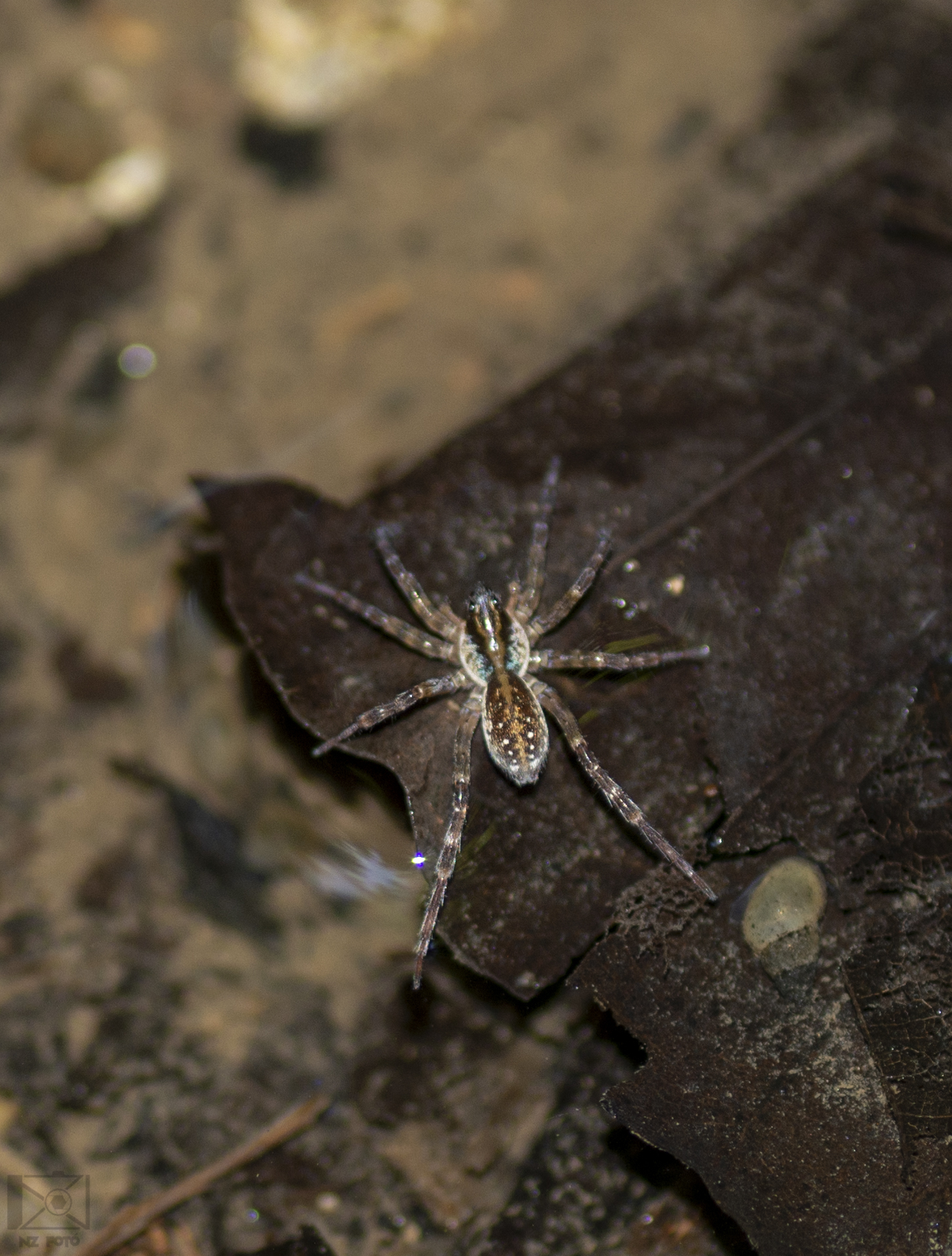 Piratula