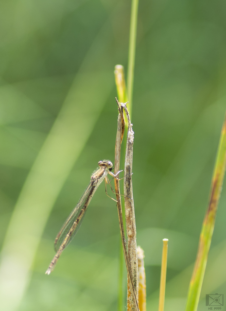 Sympecma fusca - téli rablószitakötő