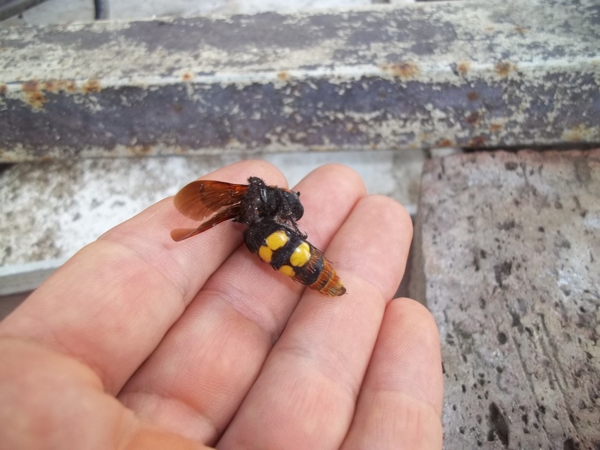 Megascolia maculata - óriás-tőrösdarázs