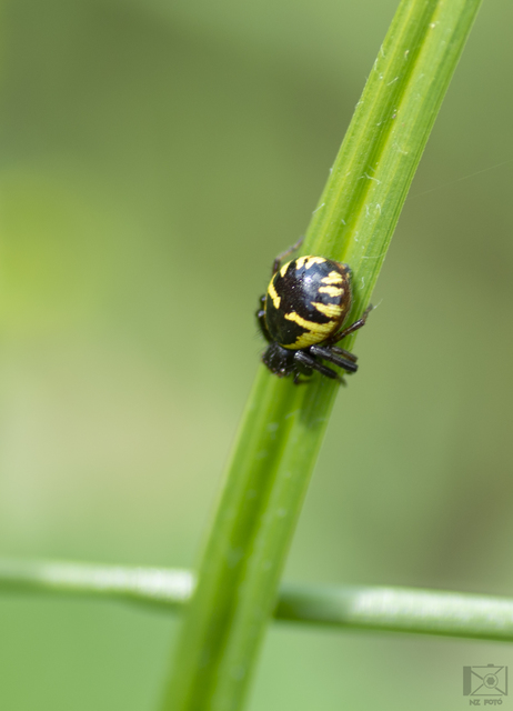 Synema globosum - fekete-sárga karolópók