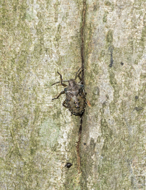 Pentatoma rufipes - vöröslábú címerespoloska Pentatoma rufipes - vöröslábú címerespoloska