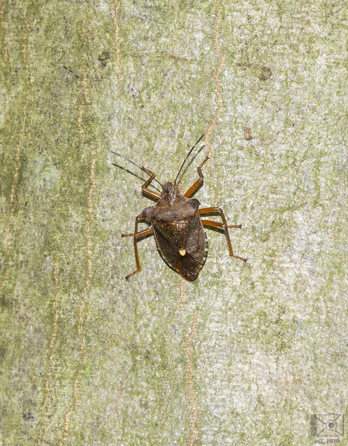 Pentatoma rufipes - vöröslábú címerespoloska Pentatoma rufipes - vöröslábú címerespoloska