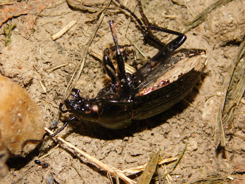 Carabus ulrichii - rezes futrinka Carabus ulrichii - rezes futrinka