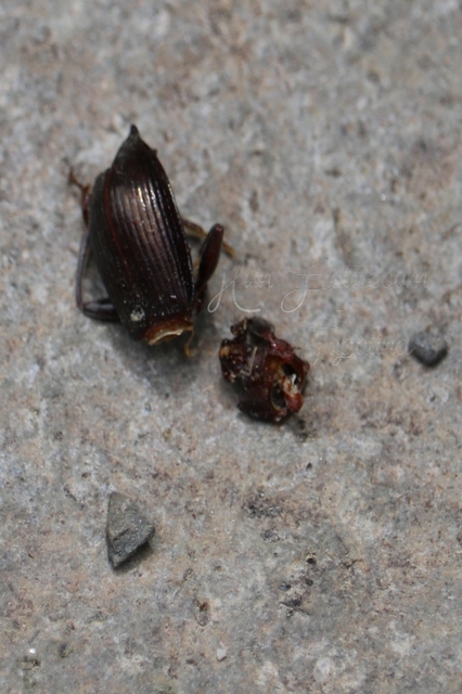 Stenomax aeneus - bronzos gyászbogár