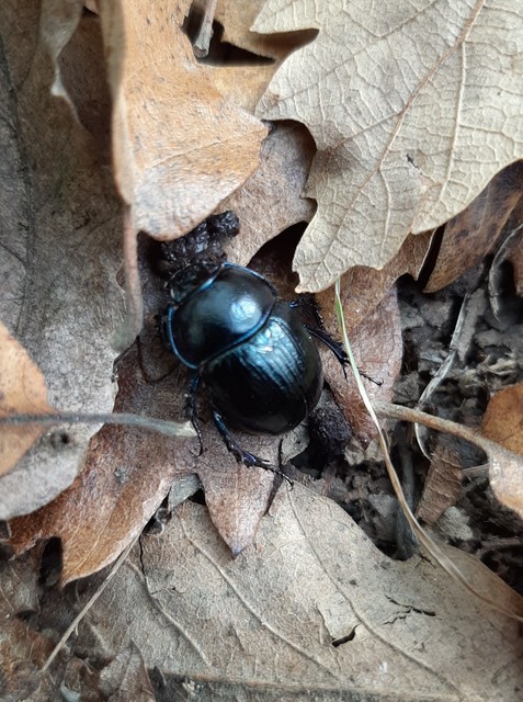 Anoplotrupes stercorosus - erdei álganéjtúró