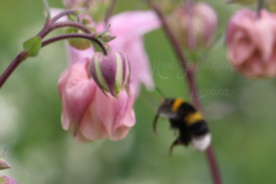 Bombus terrestris/lucorum