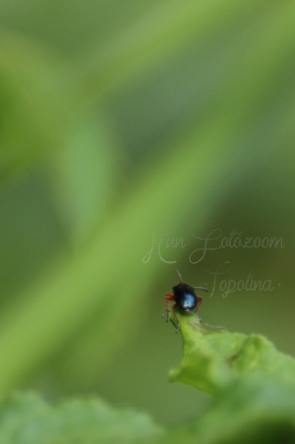 Oulema melanopus/duftschmidi