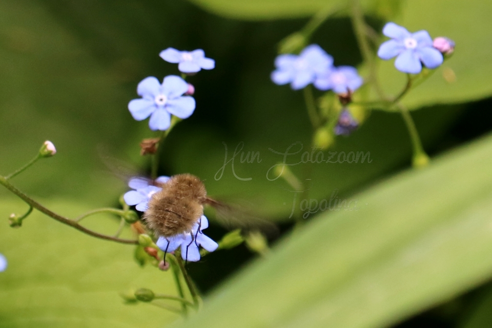Bombylius major - szegélyes pöszörlégy
