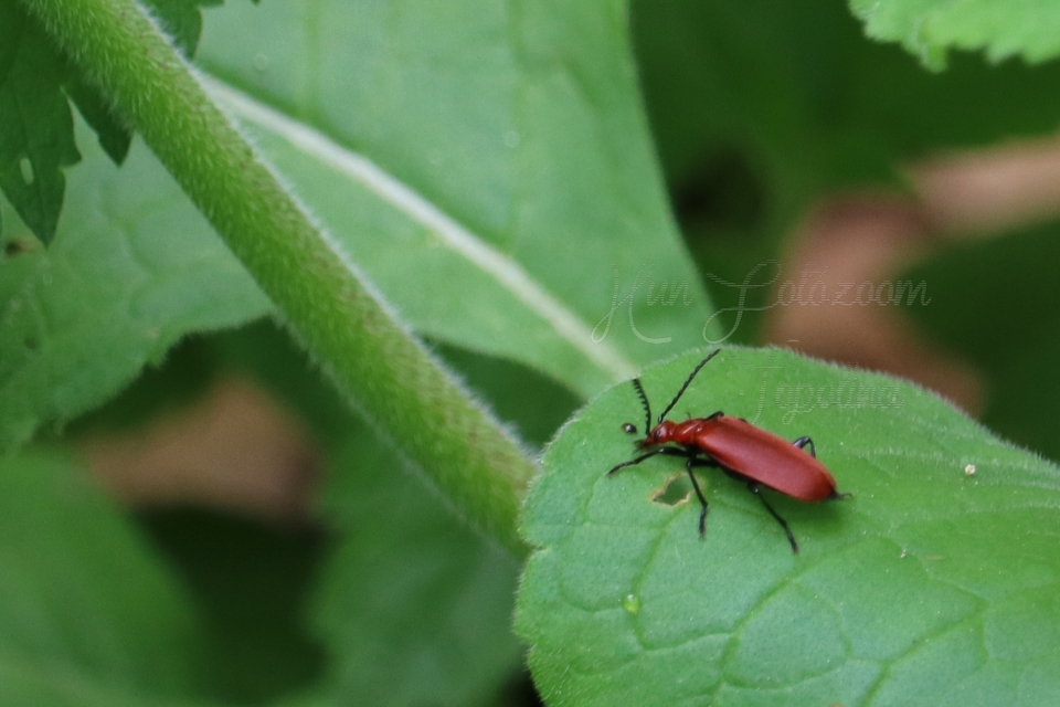 Pyrochroa serraticornis - közép-bíborbogár