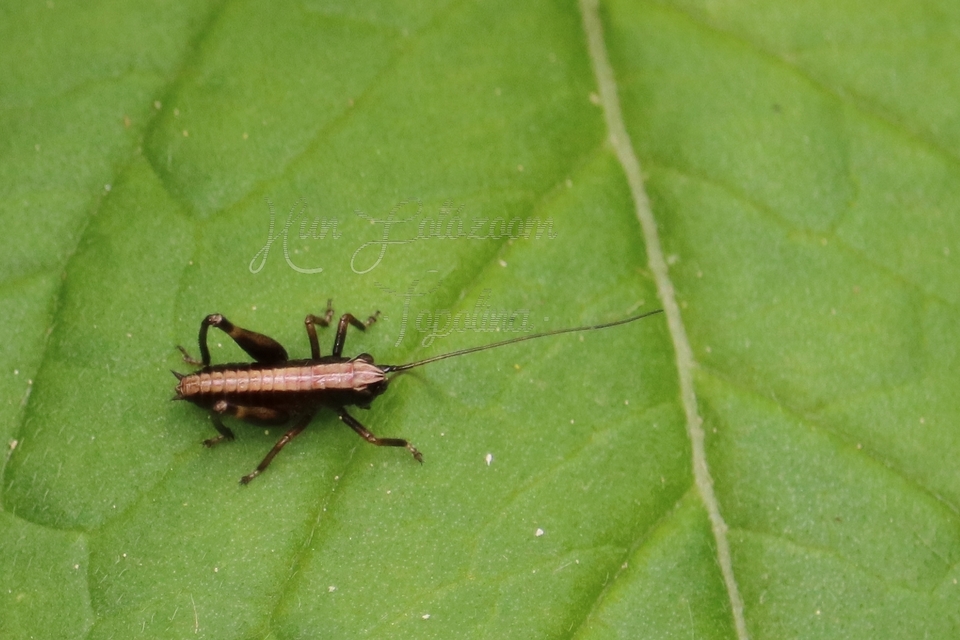 Pholidoptera griseoaptera - szürke avarszöcske